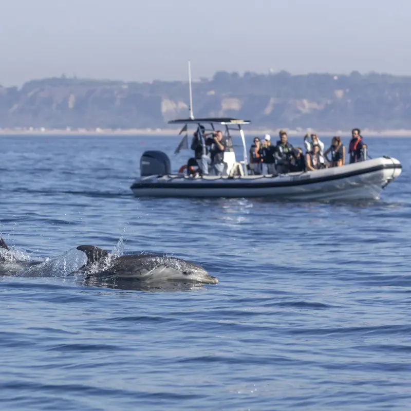 Dolphin watching with a marine biologist · publisher image