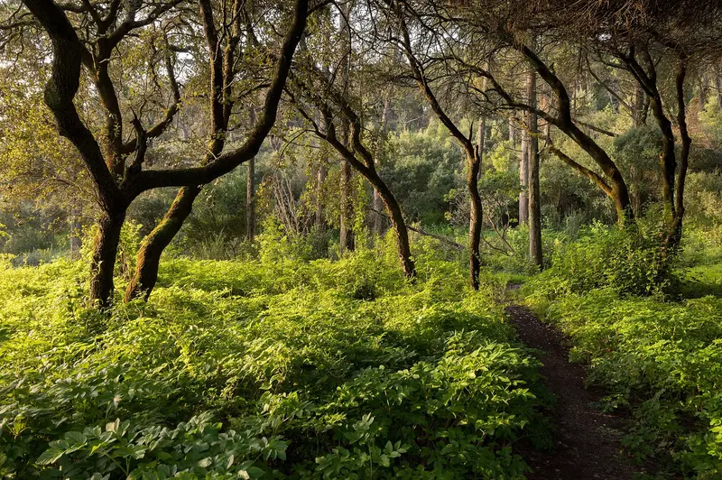 Contar a floresta · publisher image